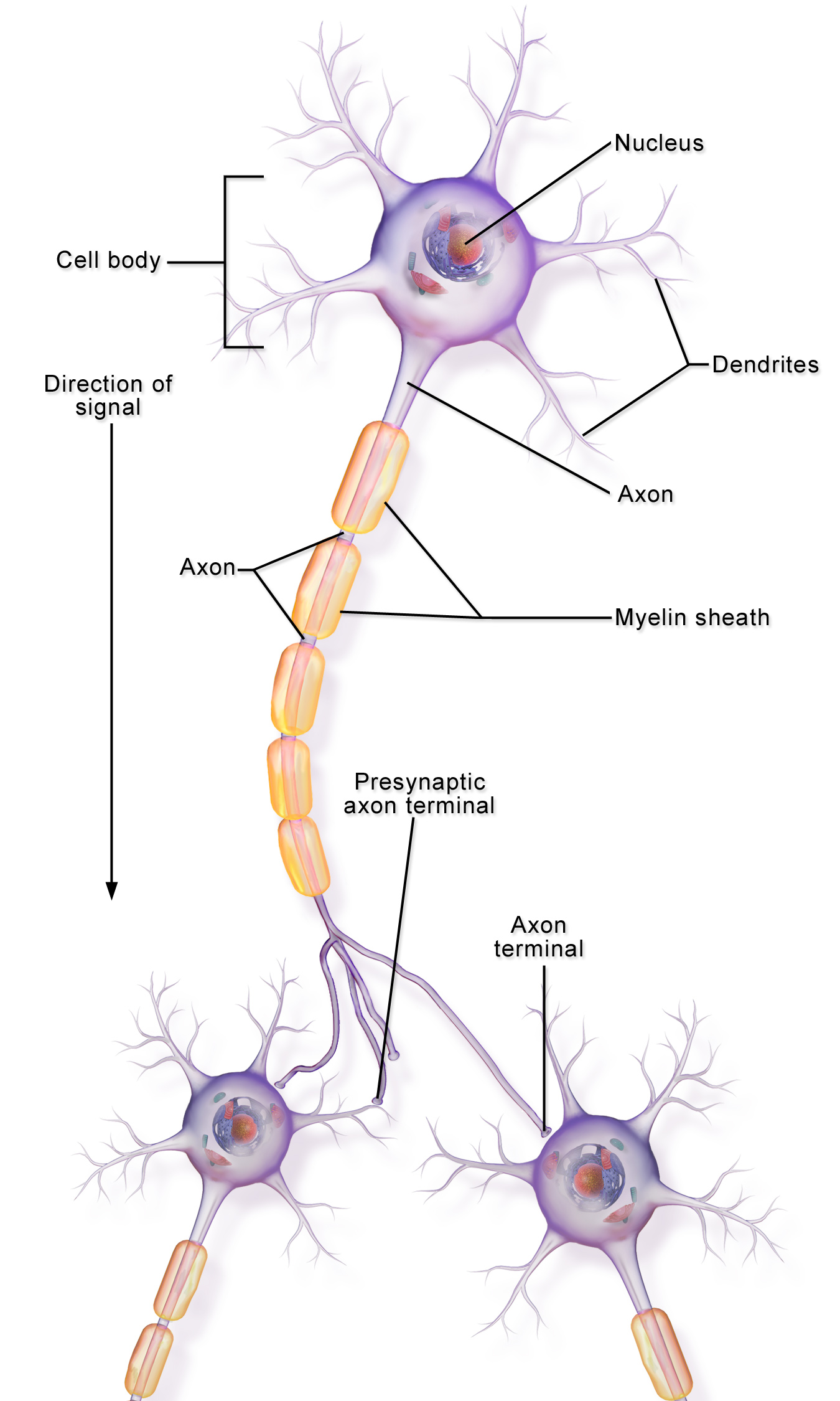 One multipolar neuron with multiple dendrites and one long axon branching to reach 2 other neurons.