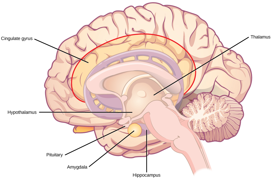 Medial view of the brain with the limbic structures