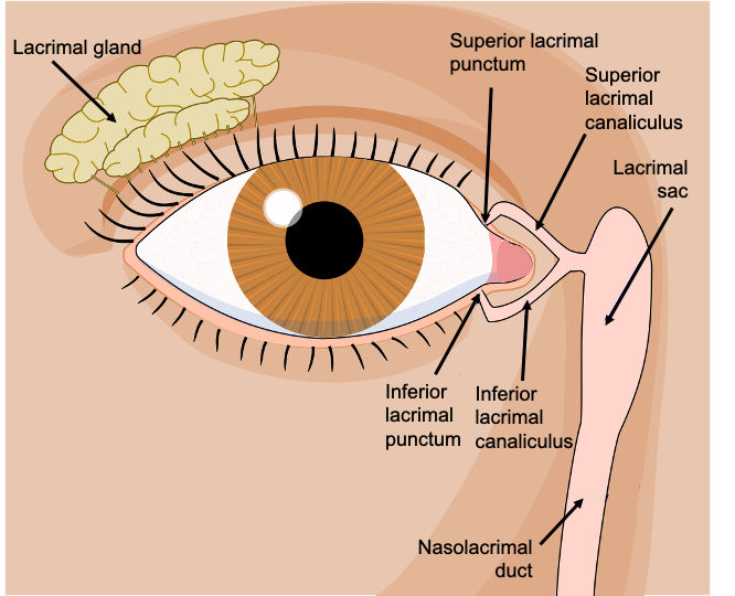Eye with lacrimal gland on the lateral and superior side and lacrimal puncta and canaliculi on the medial side