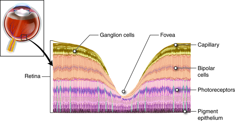 Vipande vya retina vinakuwa nyembamba katika fovea ambapo photoreceptors tu zipo