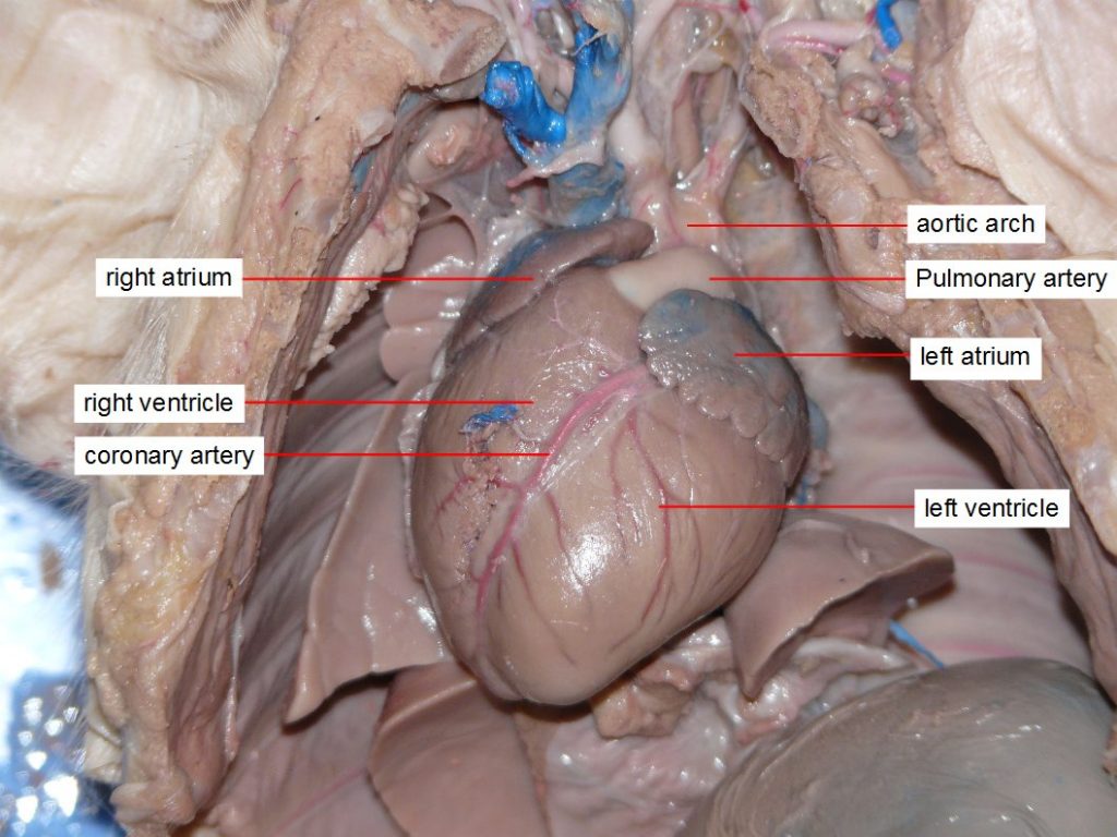 Circulatory-system16-1024x768.jpg