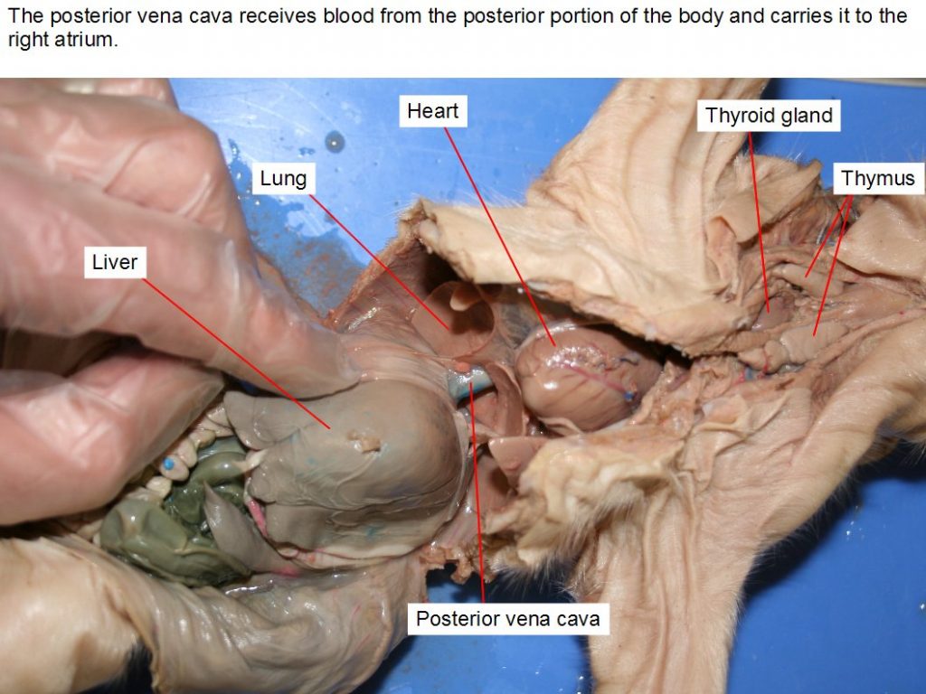 Posterior_blood_vessels_1-1024x768.jpg