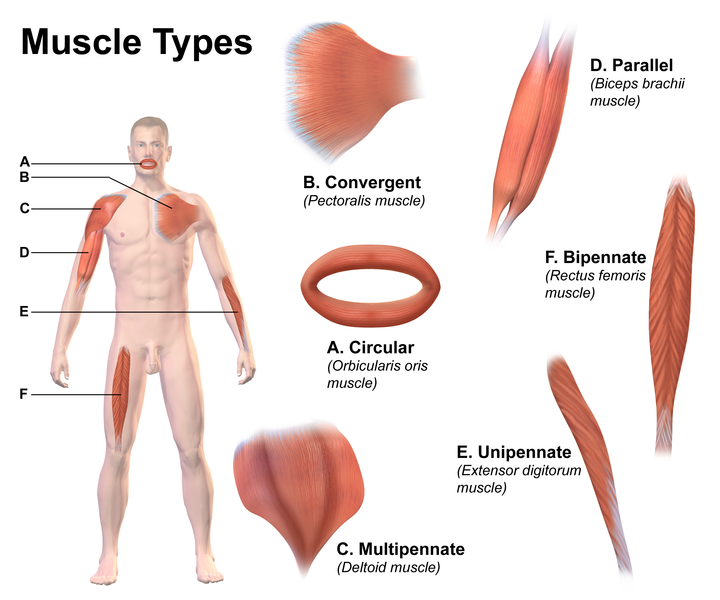 720px-Muscle_Types.png