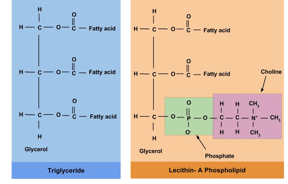 triglycerides-vs-phospholipids.jpg