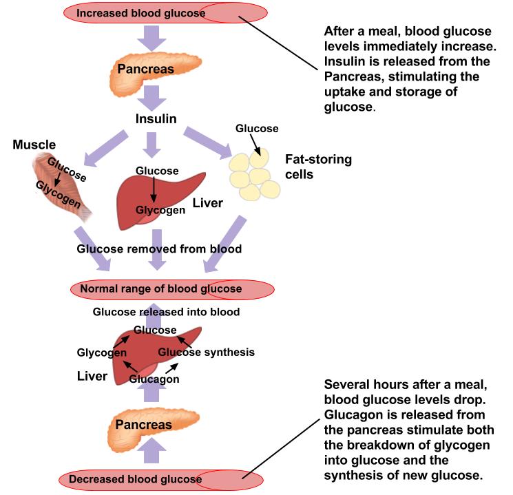 regulation-of-glucose.jpg