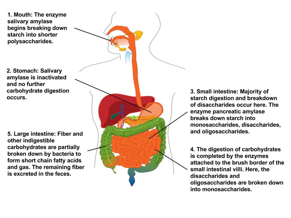 Carbohydrate-digestion-2.jpg