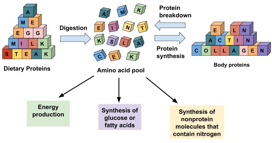 Illustration of options for amino acid use in the human body. Blocks represent dietary proteins (A, M, E, EGG, MILK, STEAK) which go through digestion to be used in the amino acid pool for energy production, synthesis of glucose or fatty acids, and synthesis of nonprotein molecules that contain nitrogen. The dietary proteins in the amino acid pool also go through protein synthesis to created body proteins (E, L, L, ACTIN, COLLAGEN) and through protein breakdown back to the amino acid pool.