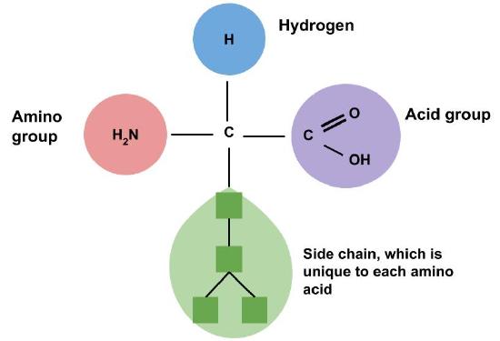 figure showing parts of an amino acid: Amino group, Hydrogen, Acid group, and side chain which is unique to each amino acid