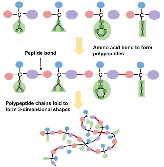 Polypeptide-chain-formation.jpg