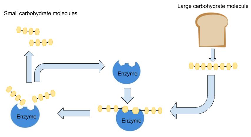 Large carbohydrate molecules (example: bread) are broken down by enzymes into small carbohydrate molecules