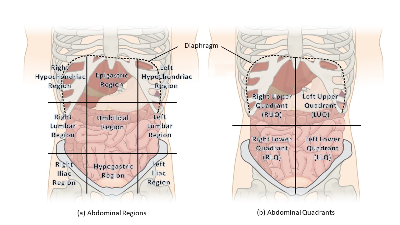 Human torso showing abdominal regions and quadrants