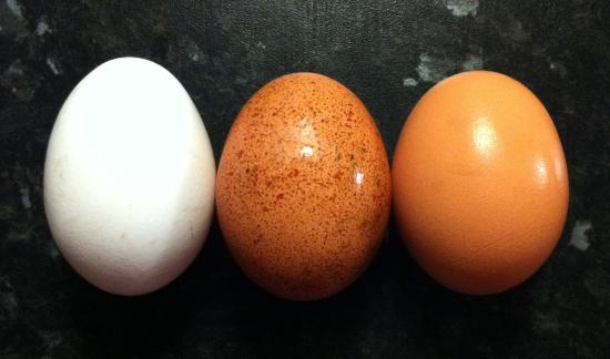 Egg_colours.jpg