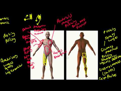 Thumbnail for the embedded element "Major Muscle Groups and Associated Exercises"