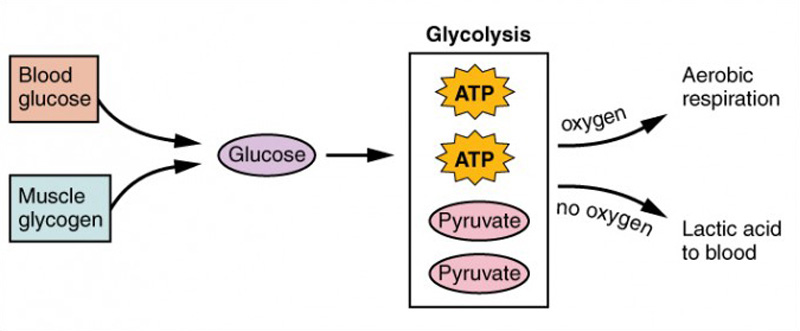 glycolysis and aerobic respiration