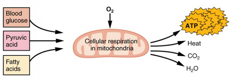 cellular respiration in mitochondria
