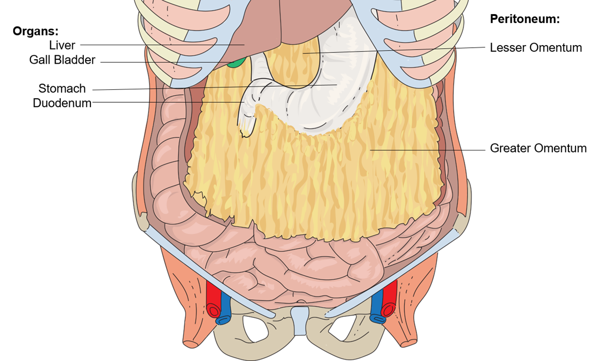 Front view of abdomen with lesser omentum and greater omentum attached to stomach.