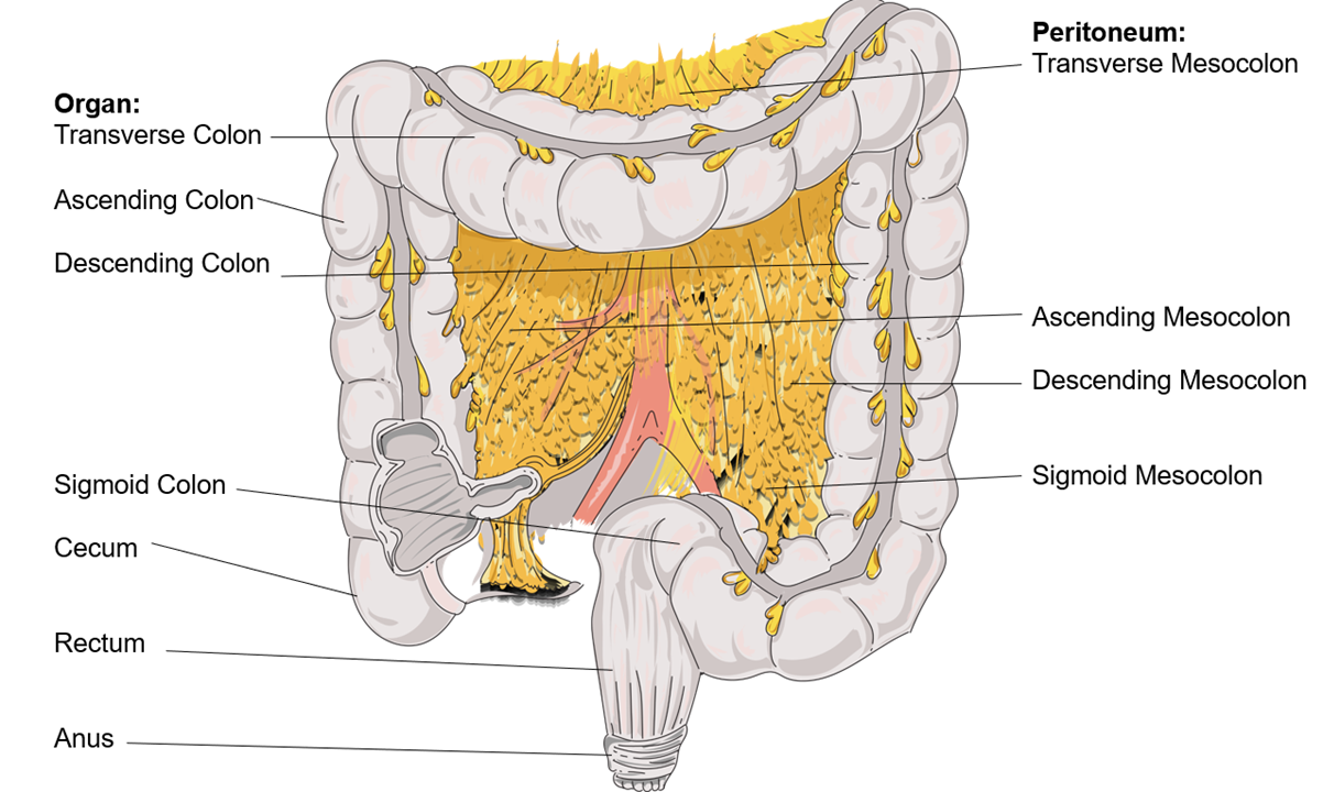 Front view of colon with mesocolon attached.