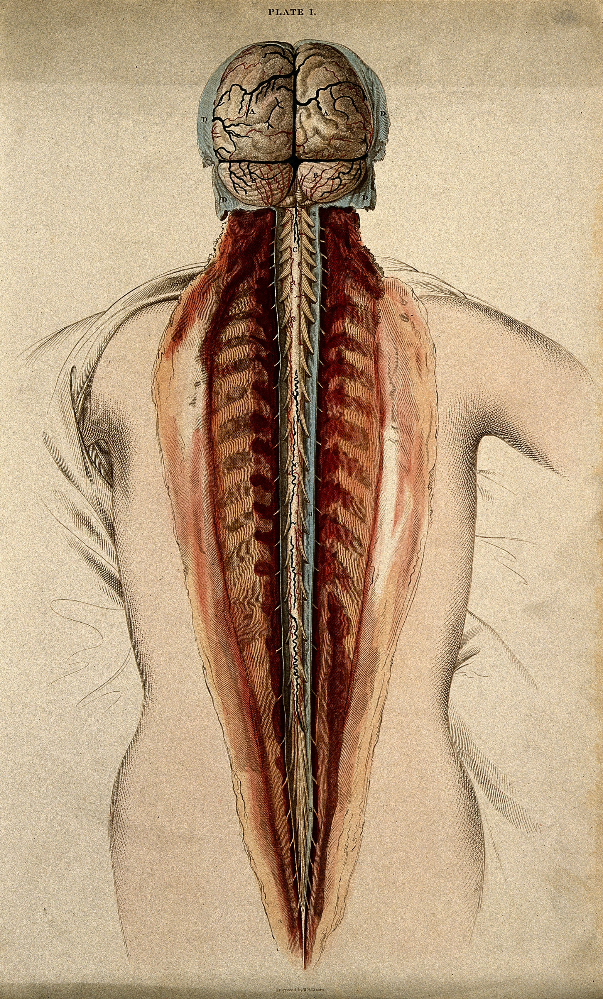 Drawing in colored lines of a cadaver dissection showing the posterior brain and spinal cord