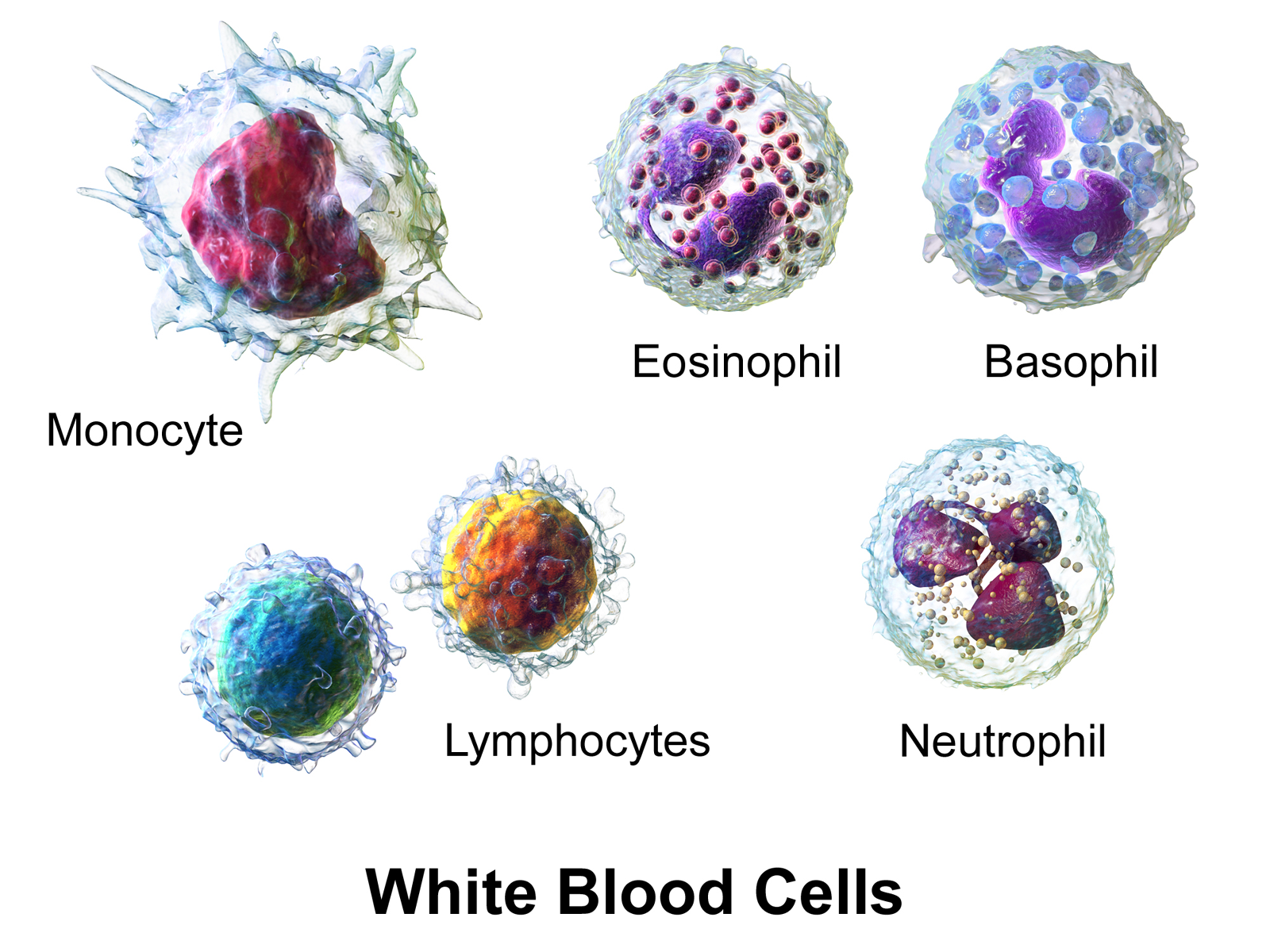 White blood cells include the agranular monocytes and lymphocytes and the granular neutrophils, eosinophils, and basophils.