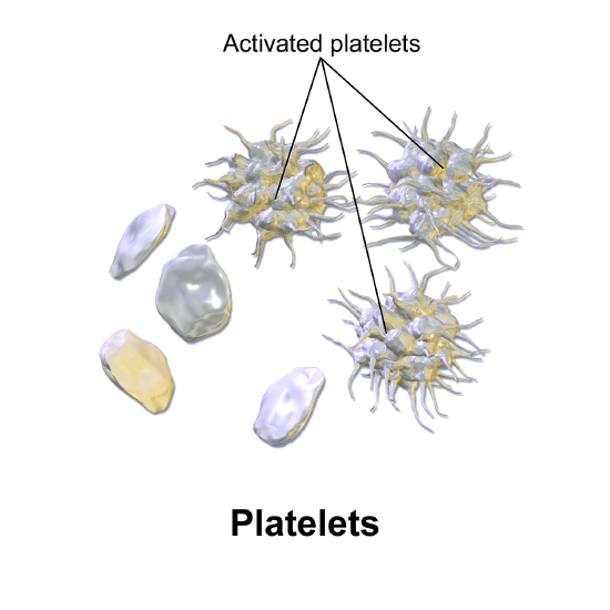 Platelets are fragments of cells. When activated, they become sticky and increase their surface area to facilitate clot formation.