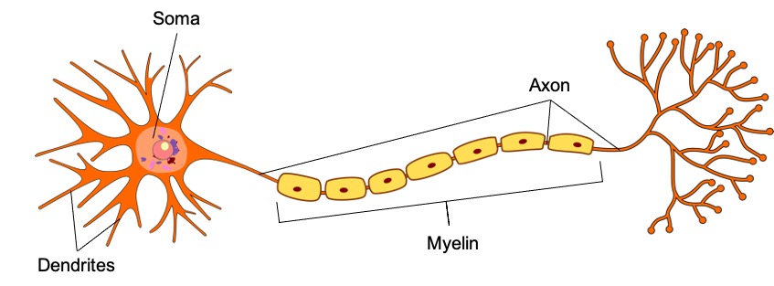 Neuron with soma from which multiple dendrites and one axon come out from. Myelin sits on the axon.