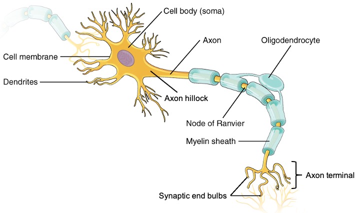 Neuron with dendrites and one long axon. Axon is covered by segments of myelin and ends in branches. 