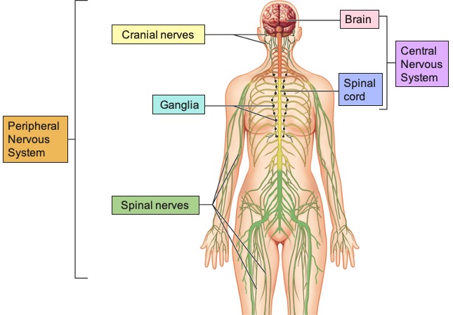 Brain and spinal cord grouped as CNS. Cranial nerves, spinal nerves and ganglia grouped as PNS.