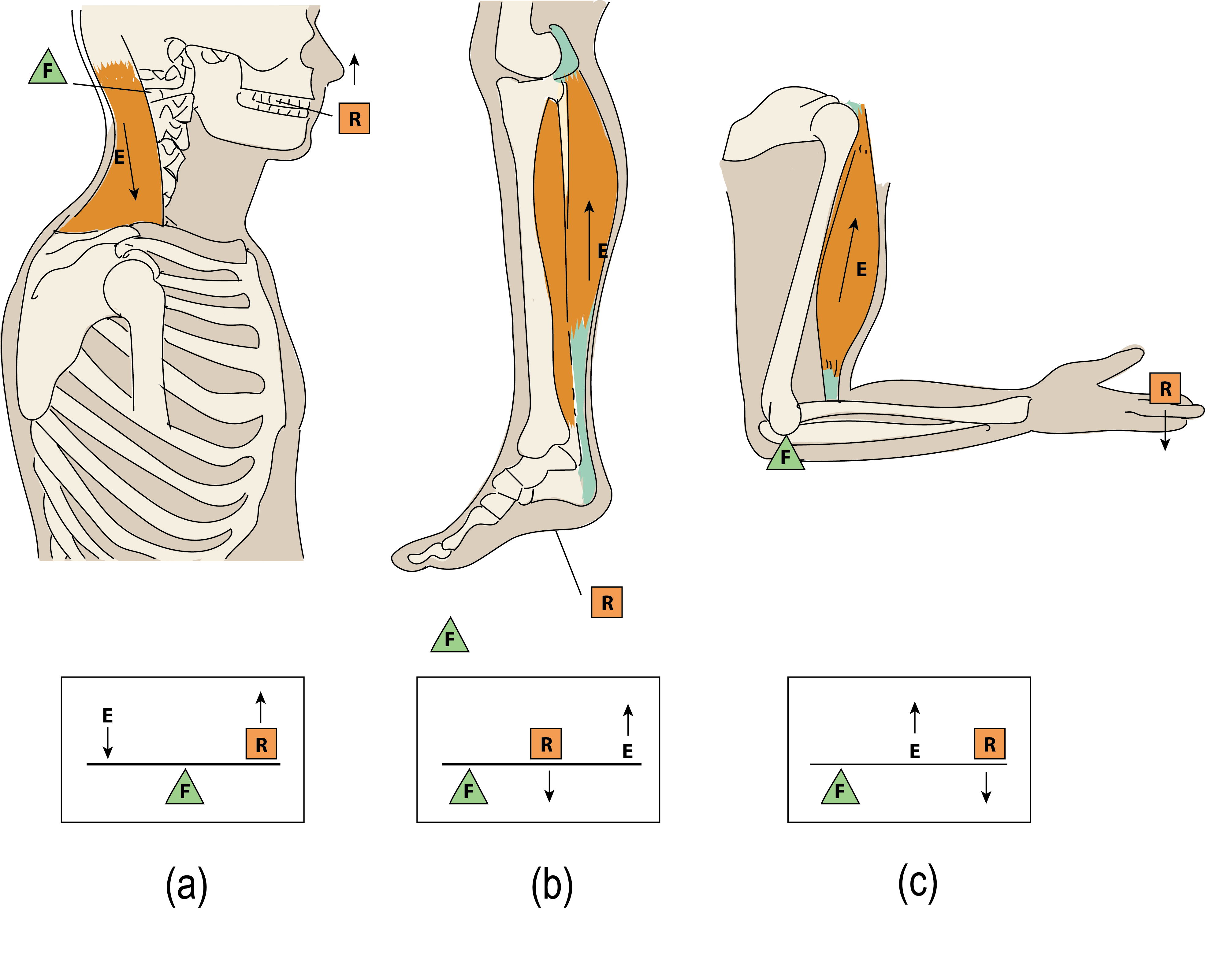 Lever systems represented in the head, leg, and arm, with simplified arrangement also show.