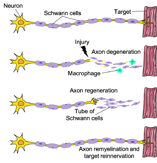 Neuron with axon covered by Schwann cells and linked to target, before going through axon degeneration.