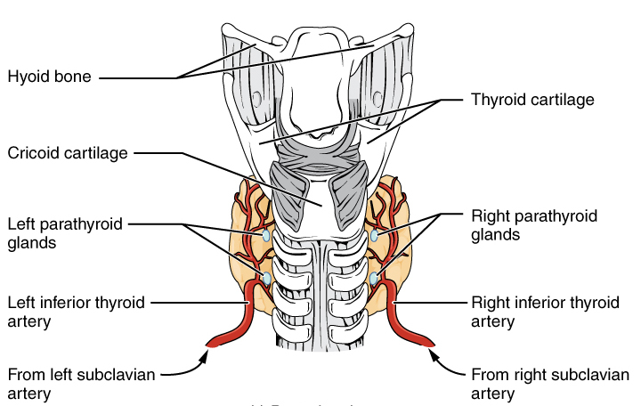 Diagram of the four parathyroid glands embedded in the posterior thyroid gland.