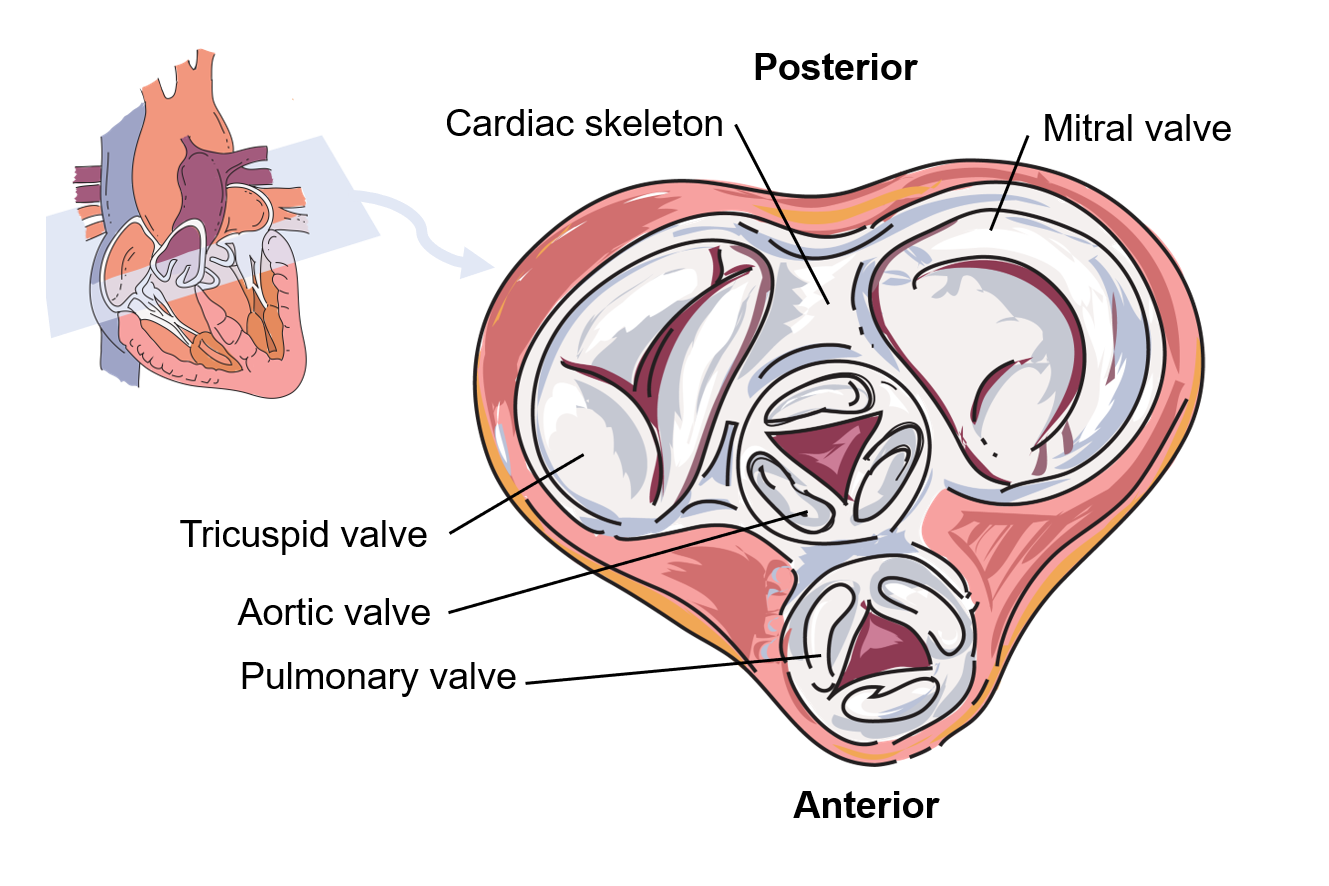 The cardiac skeleton encircles the four valves in the plane between the atria and ventricles.