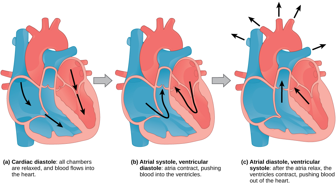 The cardiac cycle can be described in three basic steps: cardiac diastole, then atrial systole, and finally ventricular systole.