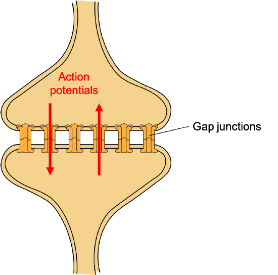 Two synaptic bulbs face each other, with channels between them where action potentials pass through.