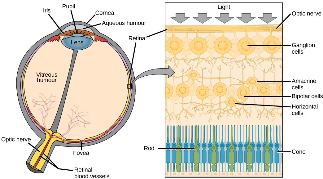 Retina na mwanga unaopitia ujasiri wa optic na tabaka za ganglion, amacrine, bipolar, usawa, fimbo na mbegu