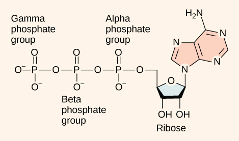 Illustration of adenosine triphosphate molecule (ATP)