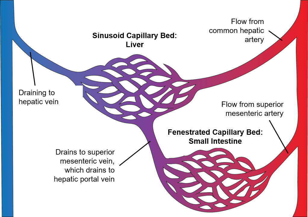 The hepatic portal system includes two sets of capillary beds between the arterial and venous sides of the systemic circuit. A fenestrated capillary bed of the small intestine drains via the superior mesenteric vein to the hepatic portal vein to the sinusoid capillary bed of the liver then to the hepatic vein in this example.