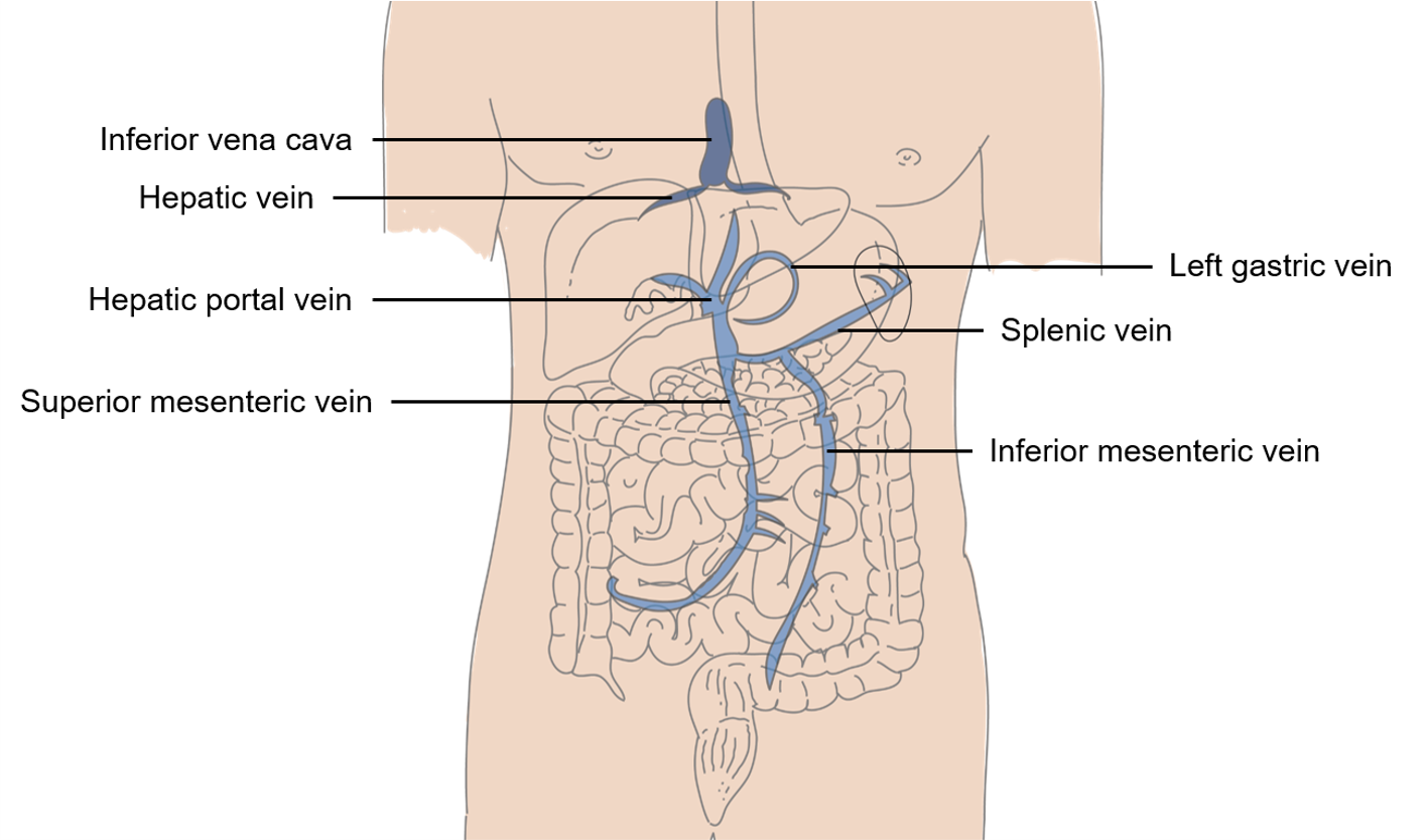 Labeled diagram of veins draining to the hepatic portal vein into the inferior of the liver and then draining from the superior of the liver into the inferior vena cava via hepatic veins.