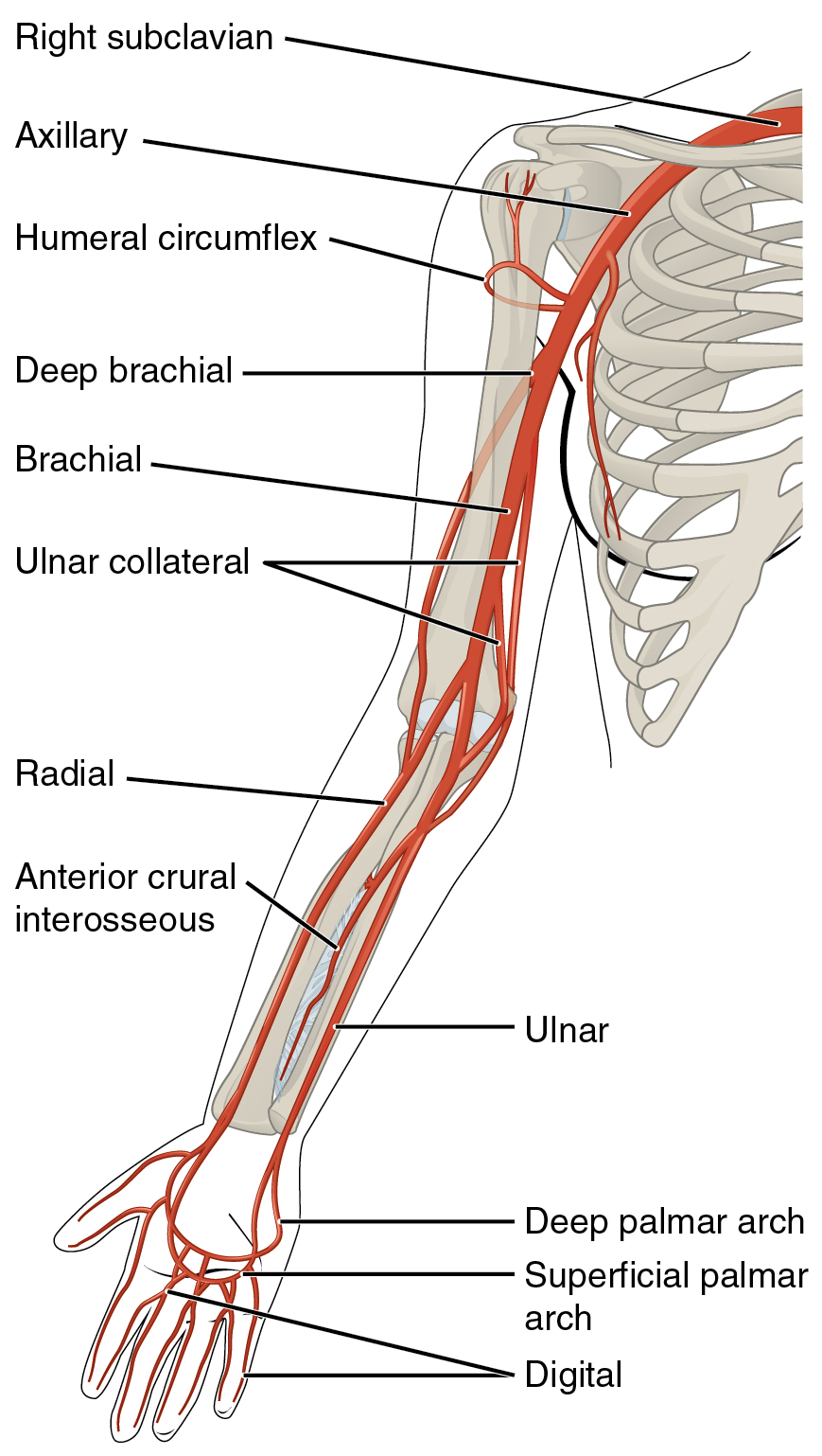 Labeled diagram of arteries serving the upper limb.