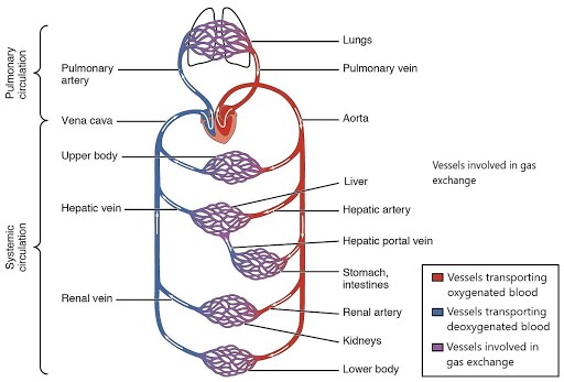 Pulmonary and systemic circuits of blood flow with artery, capillary bed, and vein for each. Systemic circuit includes four examples supplying upper body, kidney, lower body, and the two capillary beds of the hepatic portal system.