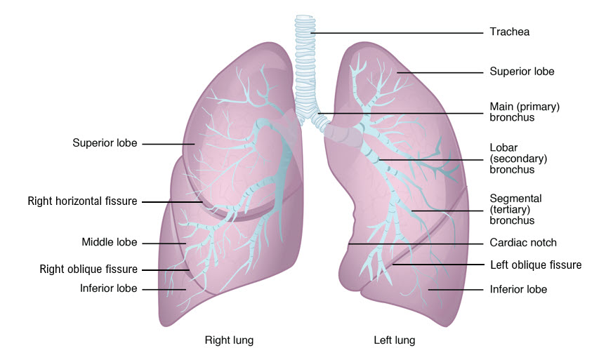 Diagram of the gross anatomy of the lungs.