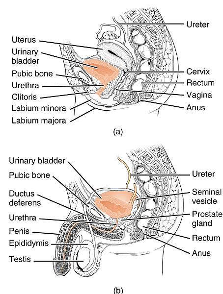 Drawings of the sagittal views of female pelvis in (a) and male pelvis in (b) with reproductive, urinary, and digestive structures.