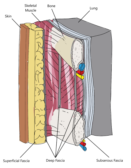 slice of human body with fascia organization