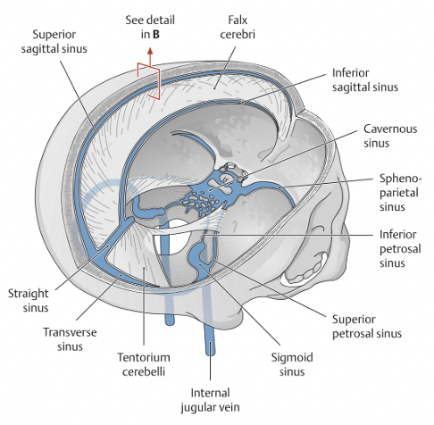 Falx cerebri runs sagittally and medially, becoming falx cerebelli. Tentorium cerebelli is transverse. 