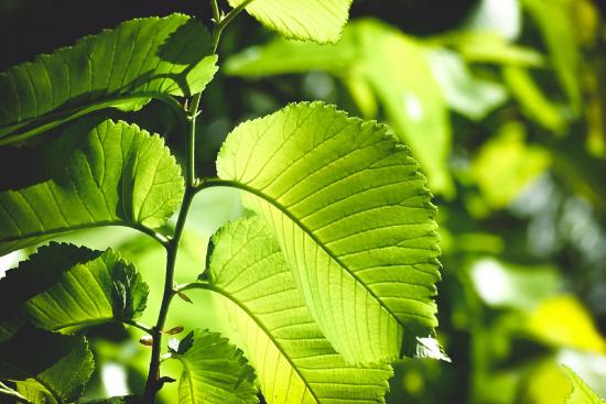 A close-up photo of the leaves of a green plant with the sunlight shining through the leaves