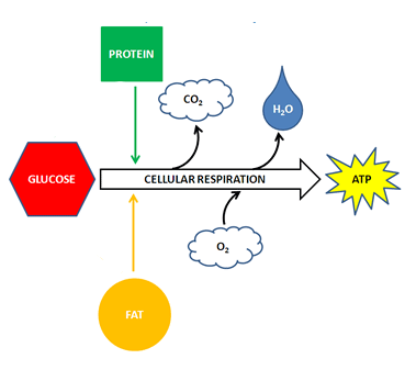 A diagram that depicts glucose, protein, and fat all feeding into the cellular respiration process. Oxygen is diagramed as contributing to cellular respiration. Carbon dioxide, water, and energy are diagramed as being produced or released from cellular respiration.