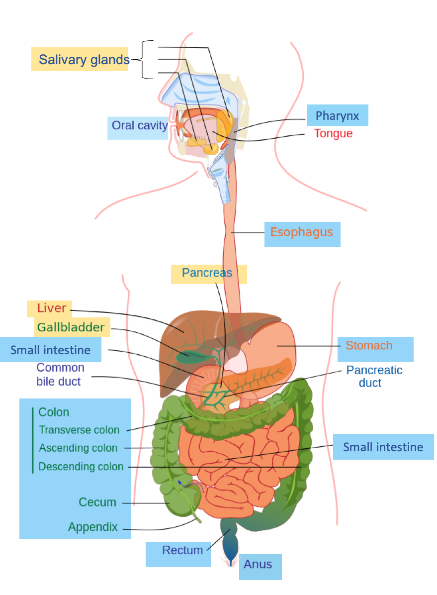3.4: The Digestive System - Medicine LibreTexts