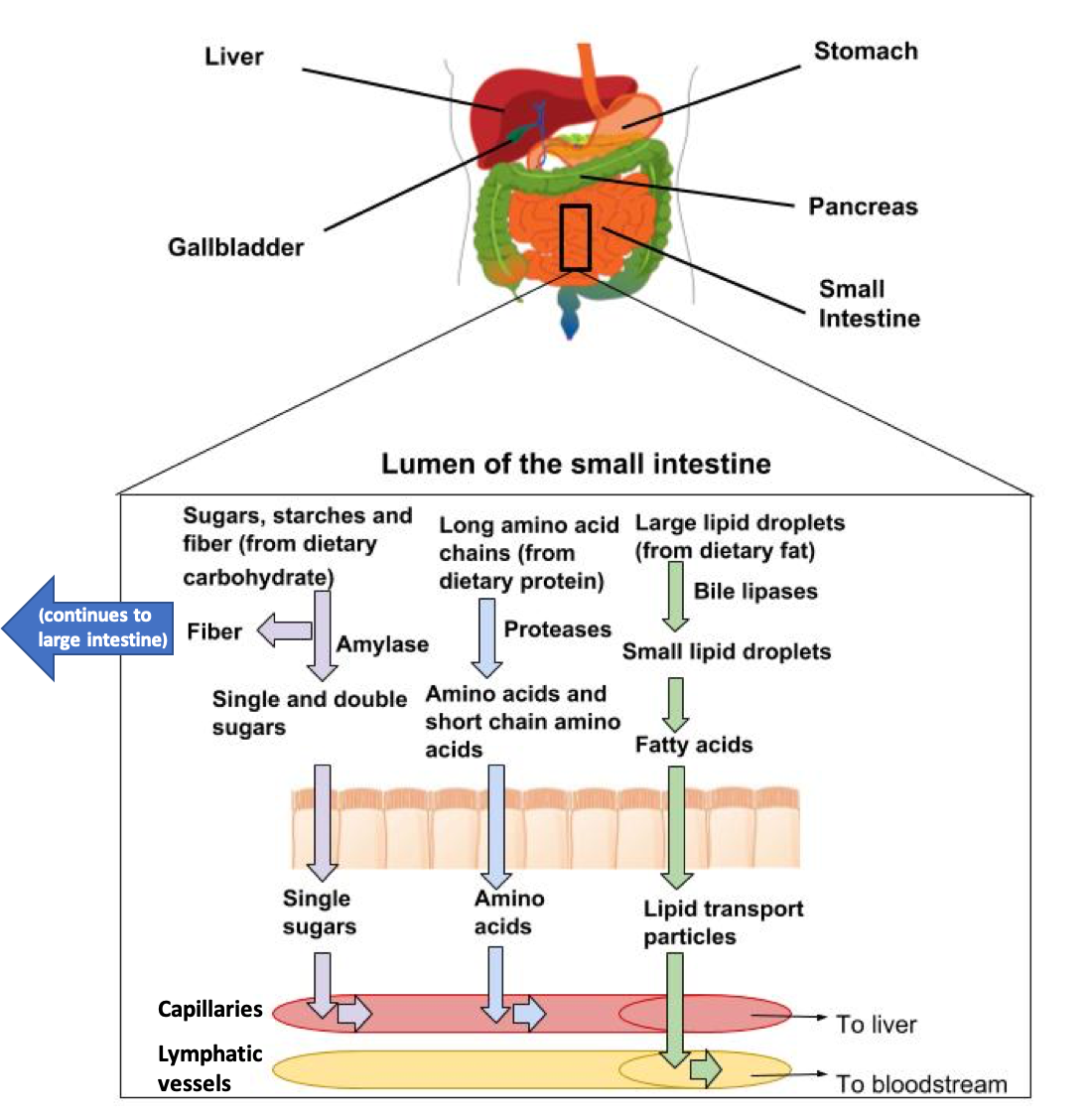 3.4: The Digestive System - Medicine LibreTexts