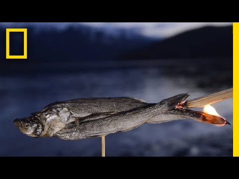 Thumbnail for the embedded element "Watch a Fish Transform From Animal to Candle | National Geographic"