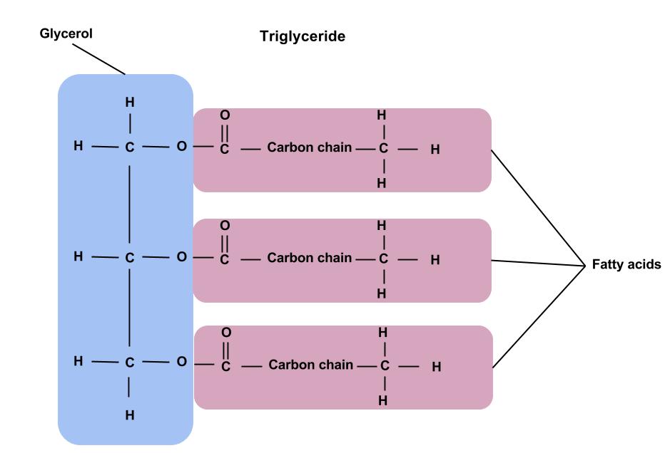 7.3: Lipid Types And Structures - Medicine LibreTexts