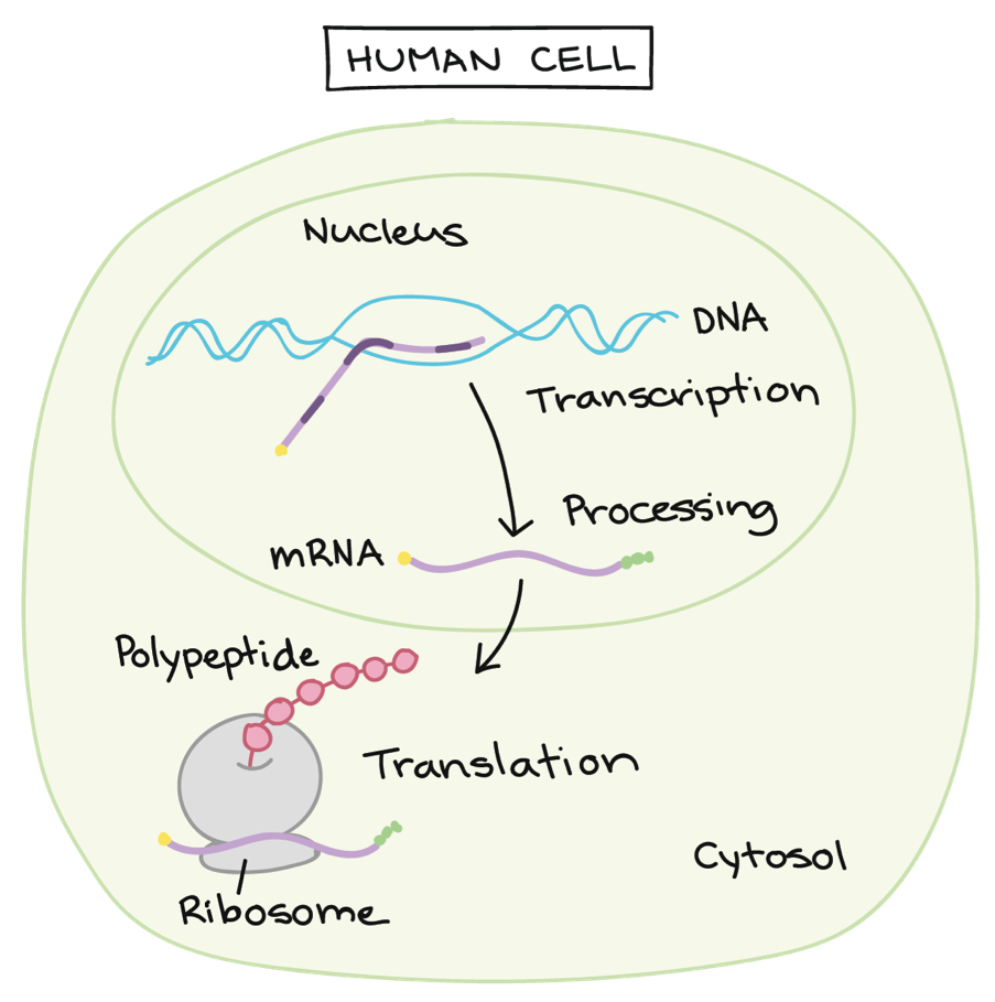 Cartoon illustration showing the inside of a human cell. The nucleus is where DNA (illustrated by a blue double helix) is transcribed into mRNA (illustrated by a purple squiggle line). The mRNA then communicates with the ribosome (a purple circle) for translation to occur for the polypeptide (a string of pink beads) to be made. This happens in the cytosol.